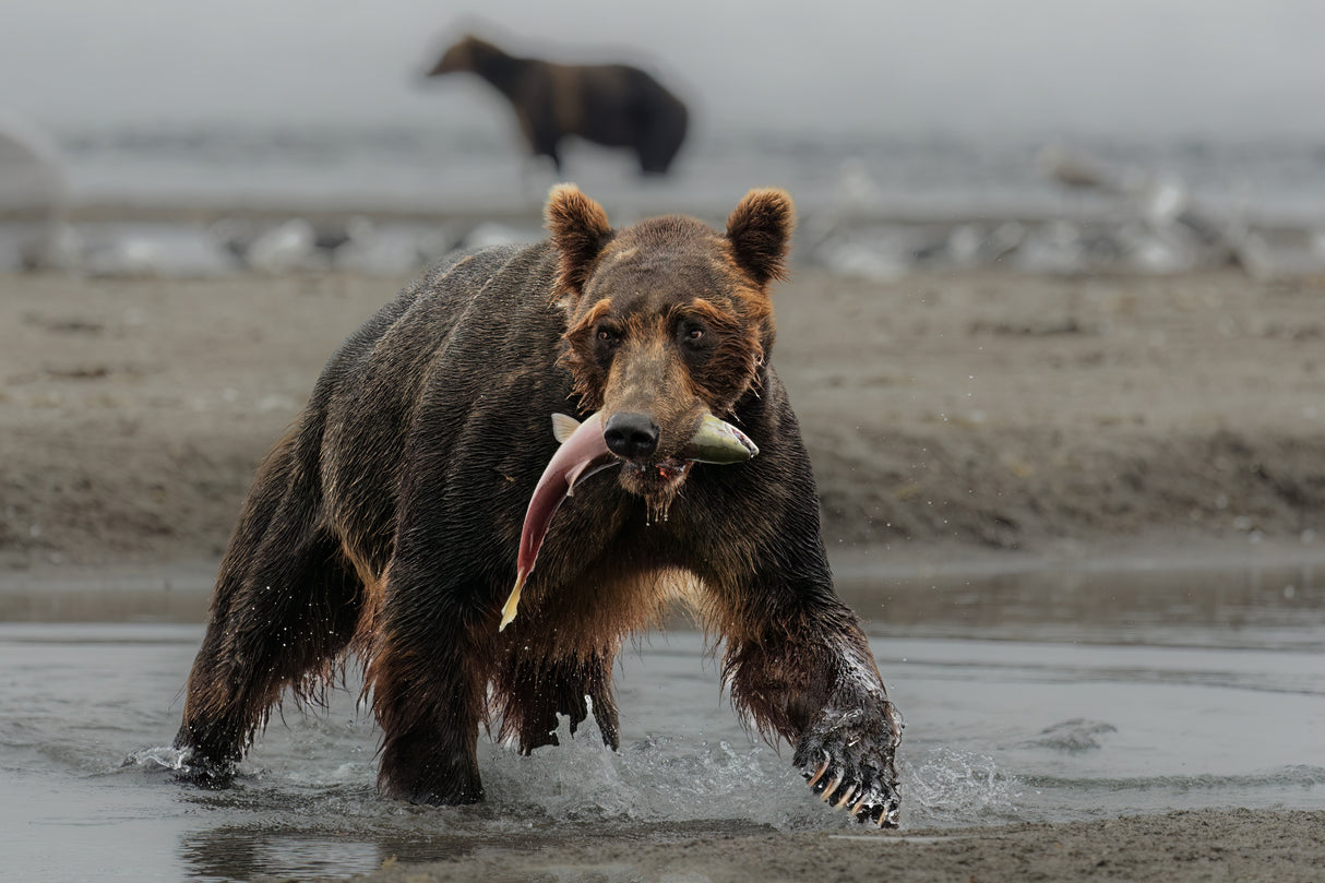 Bear Feast Poster och Canvastavla