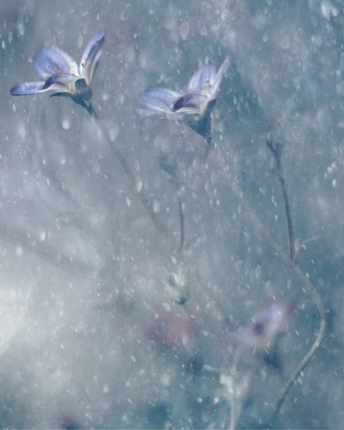 Winter Dance Poster och Canvastavla
