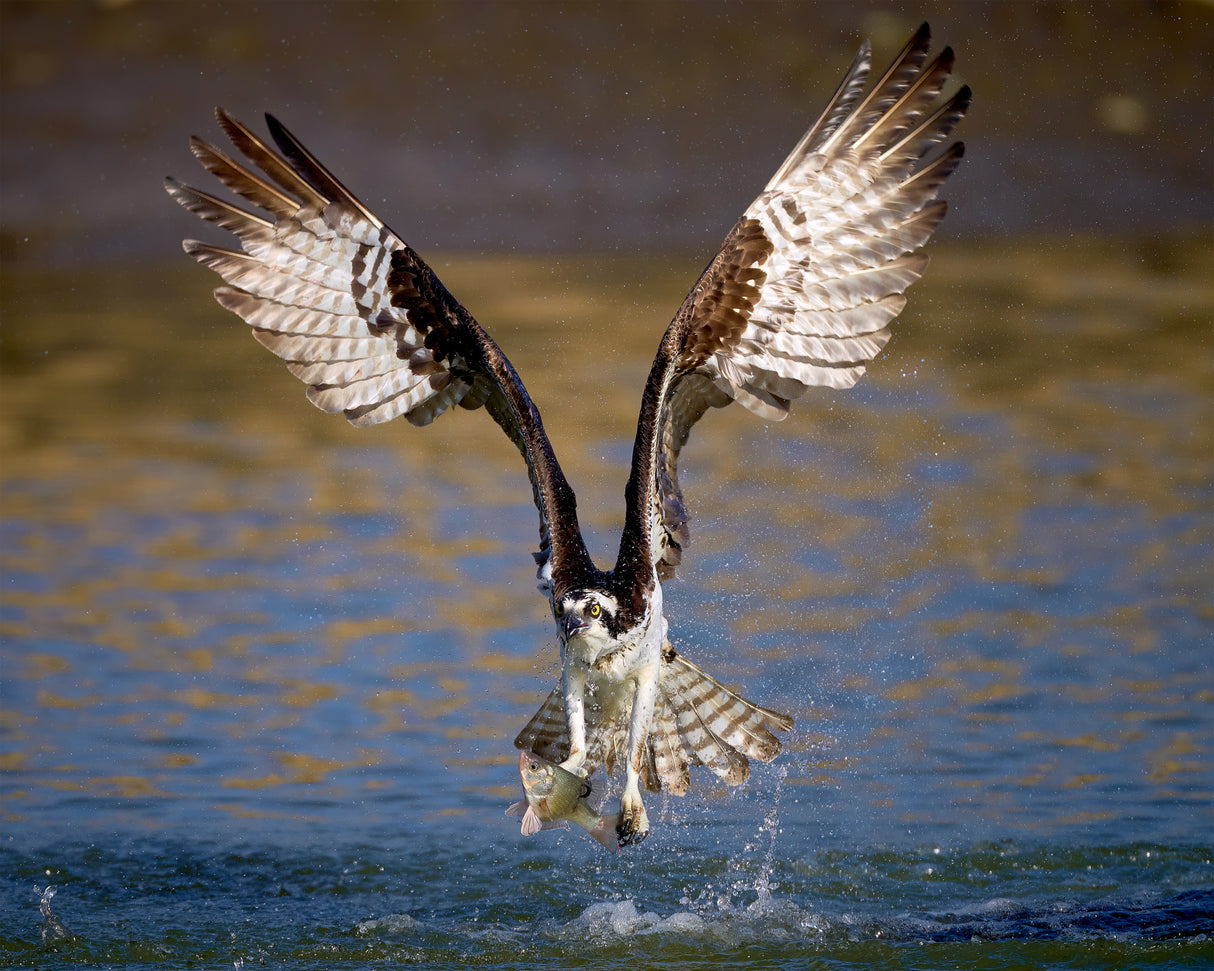 Osprey with catch Poster och Canvastavla
