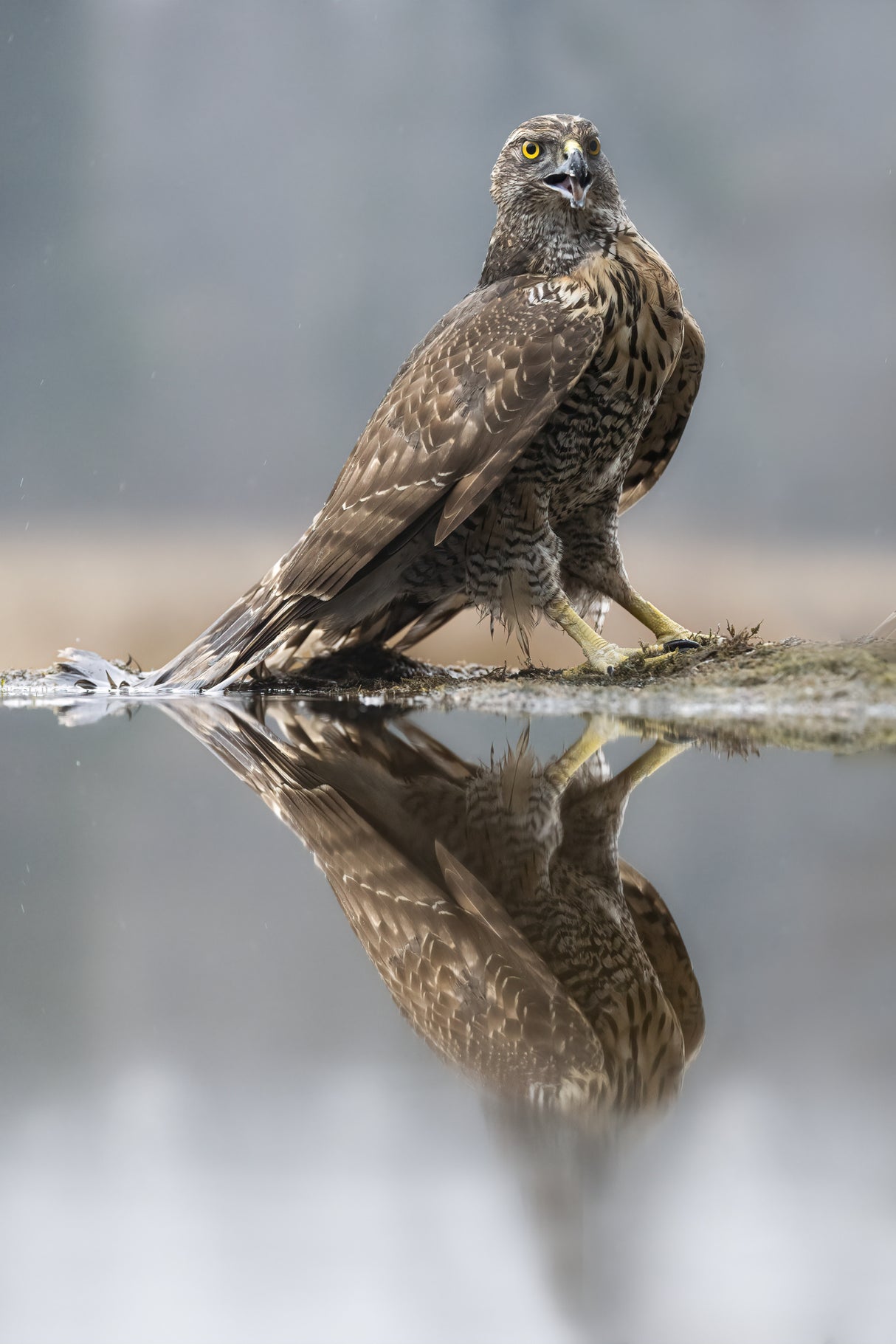 goshawk Poster och Canvastavla