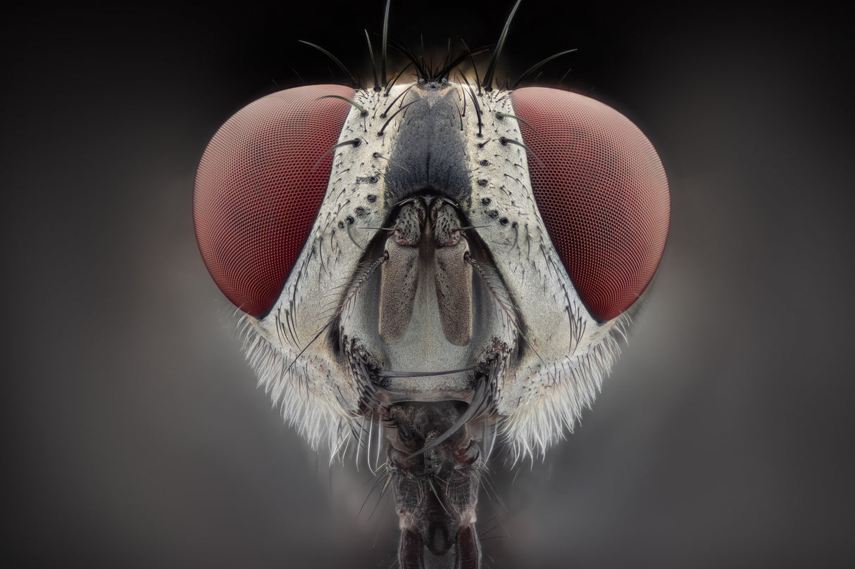 Fly Poster och Canvastavla
