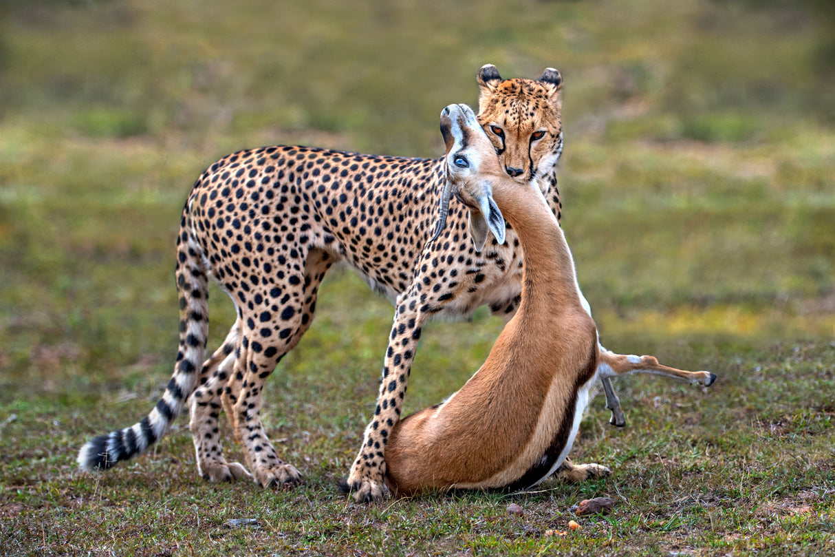 Cheetah with prey Poster och Canvastavla