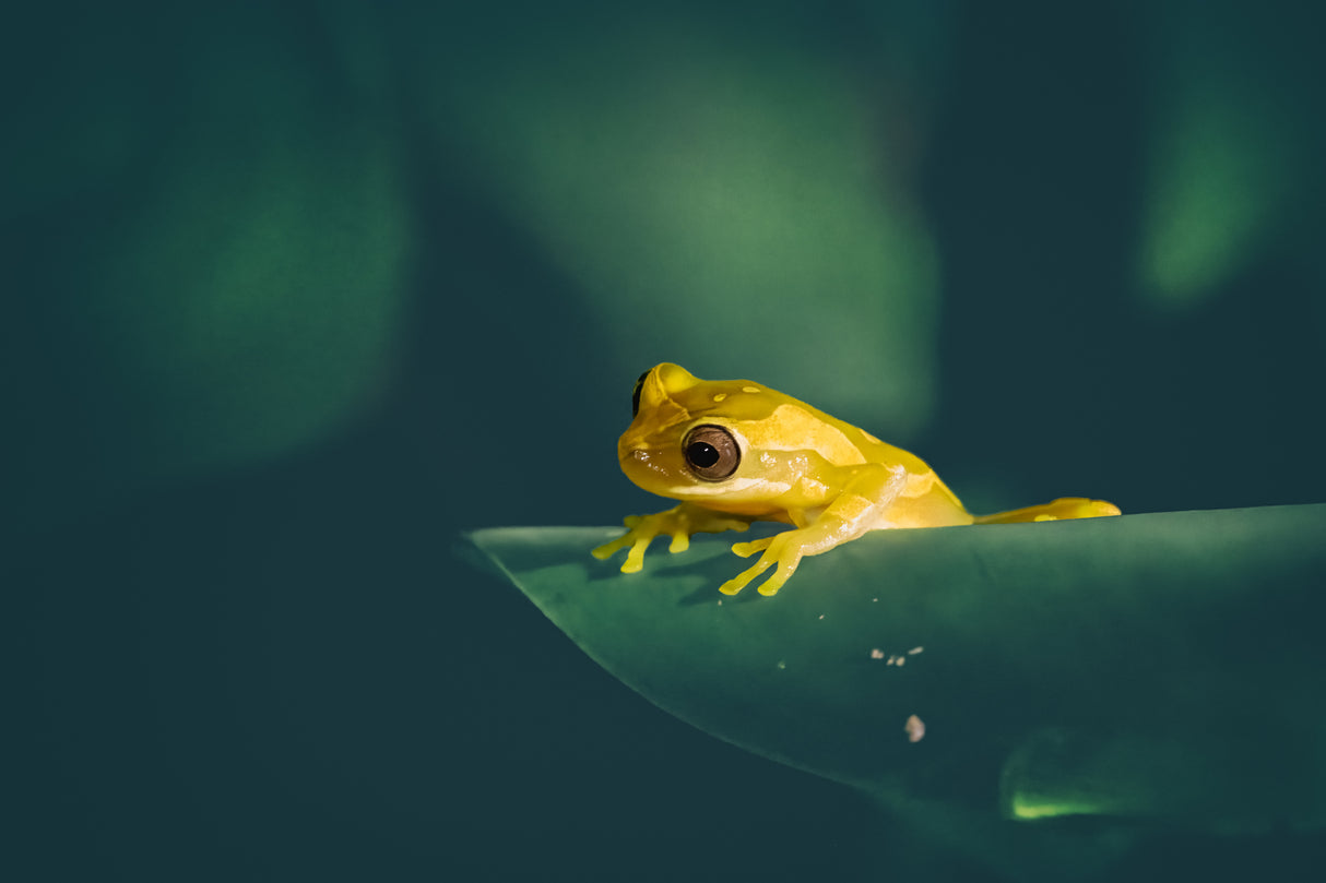 Yellow Tree Frog Poster och Canvastavla
