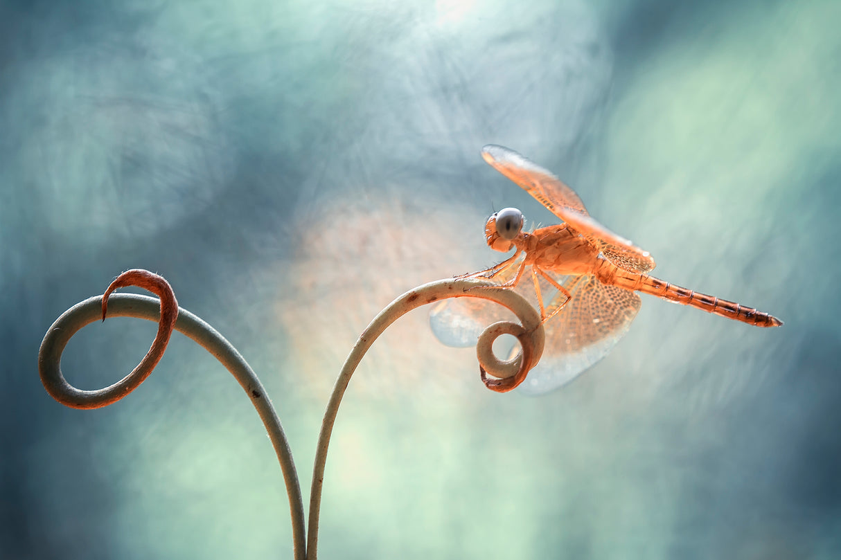 Gold Dragonfly on Tendril Poster och Canvastavla
