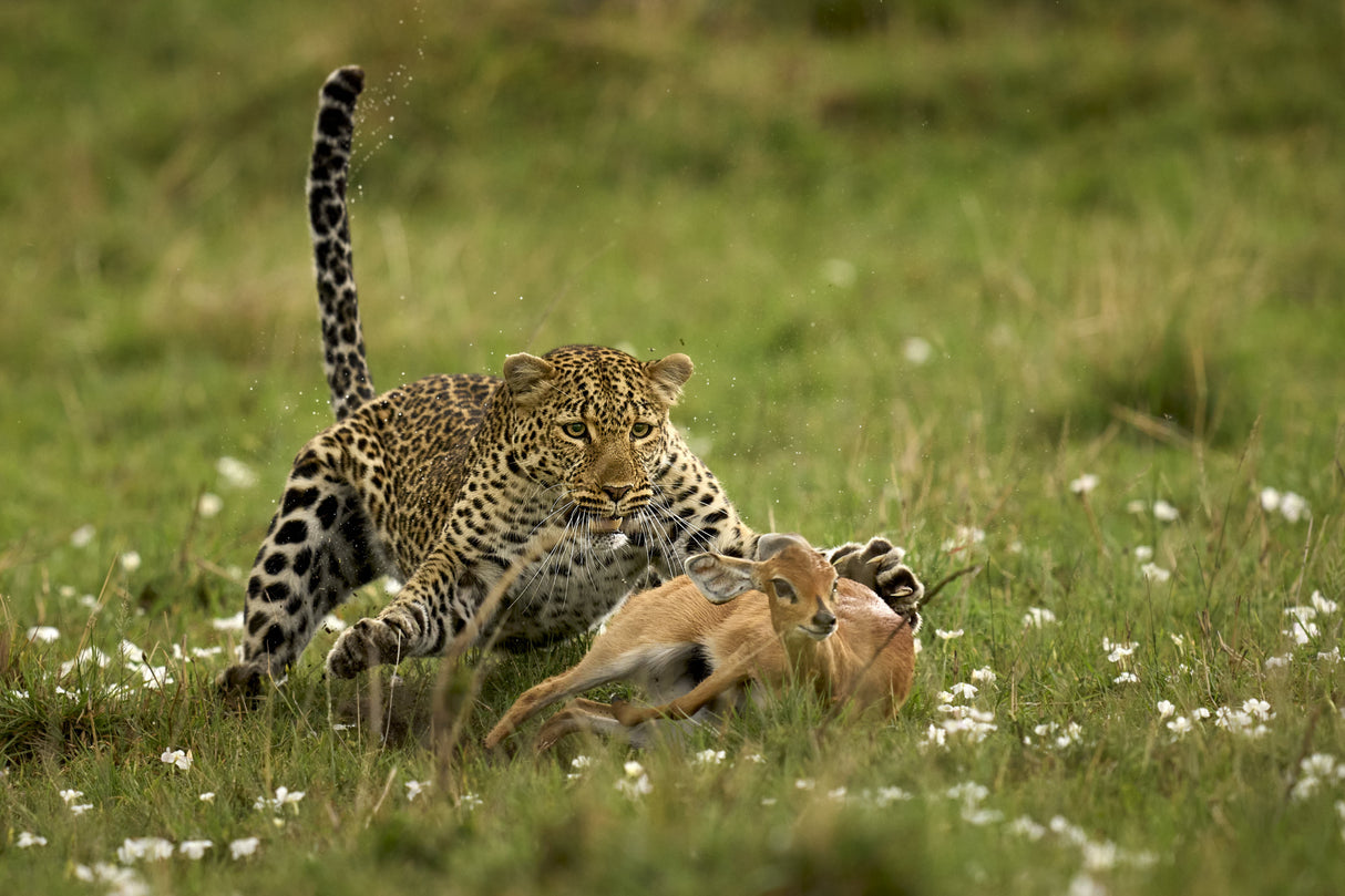 Leopard Surprise Poster och Canvastavla