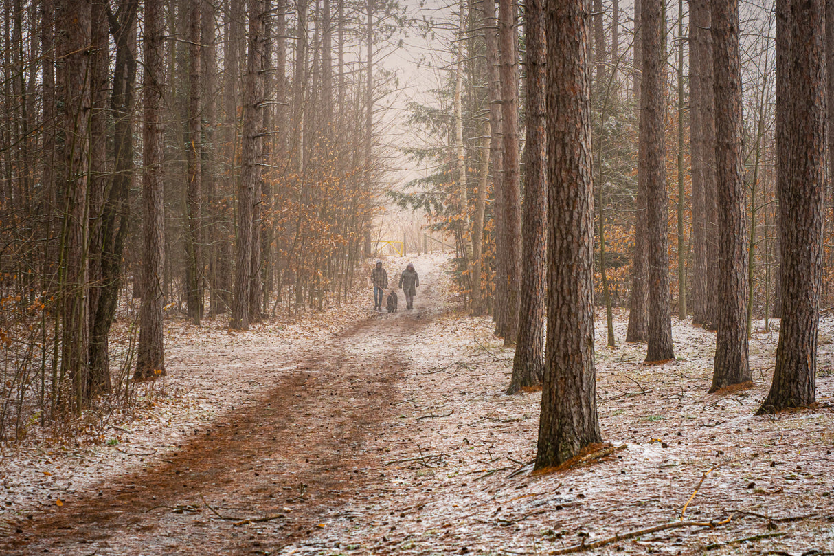 Red Pine Forest Poster och Canvastavla