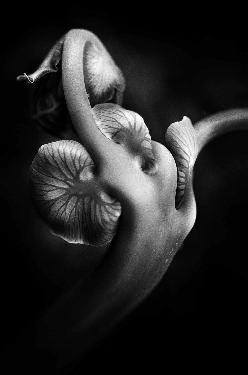 ..... ABw048 ..... Poster och Canvastavla