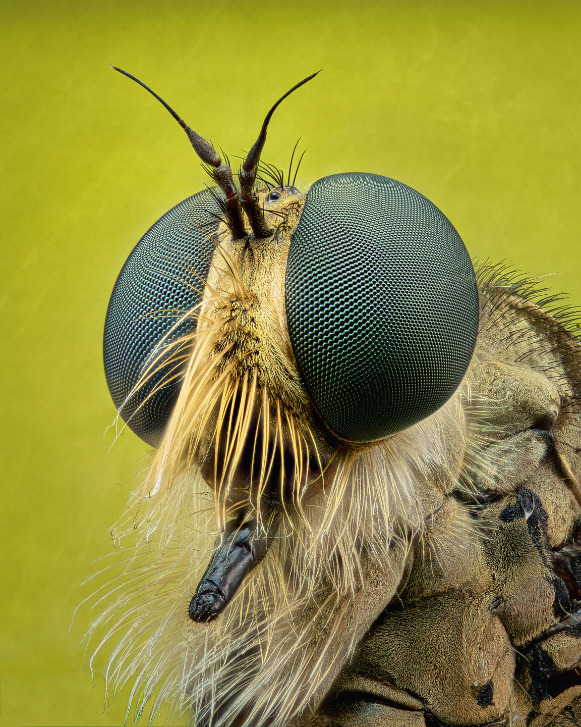 Robberfly Poster och Canvastavla