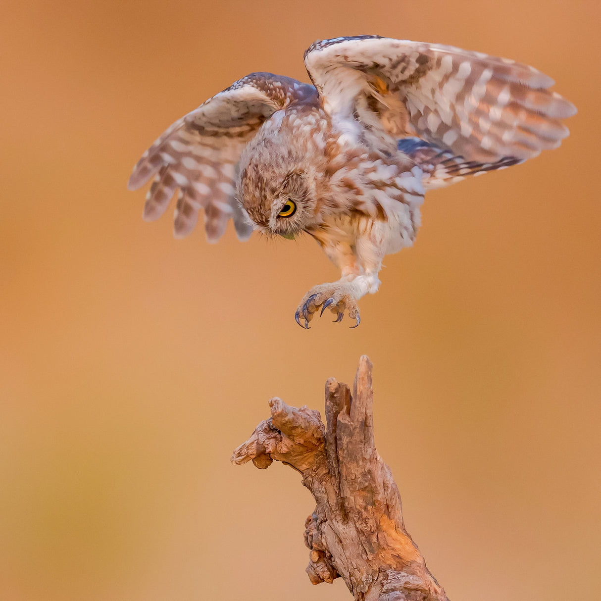 Little owl Poster och Canvastavla