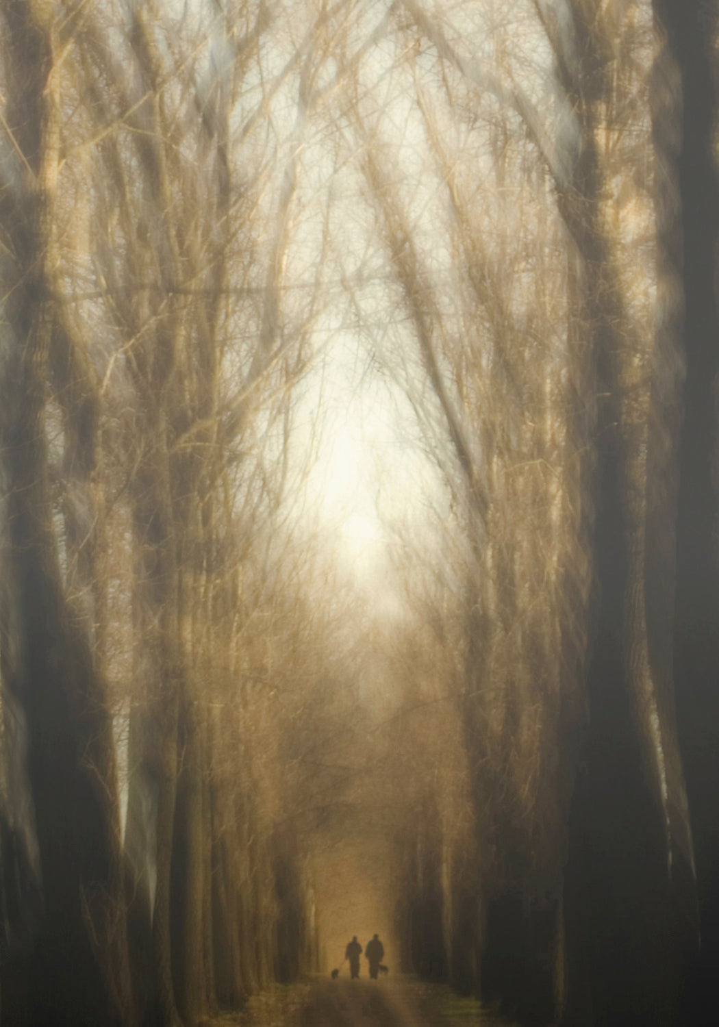 Dream Lane Poster och Canvastavla