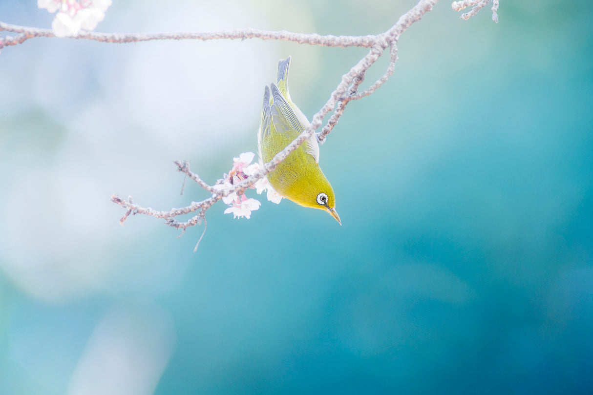 With the feelings of the spring moment Poster och Canvastavla