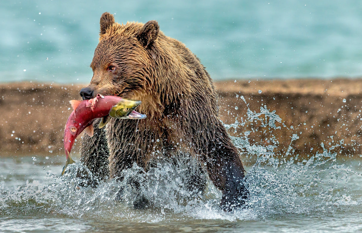 Fishing - Kamchatka, Russia Poster och Canvastavla