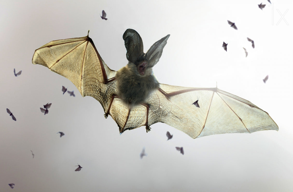 Bat Poster och Canvastavla