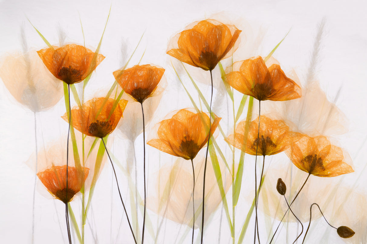Poppy Art Poster och Canvastavla