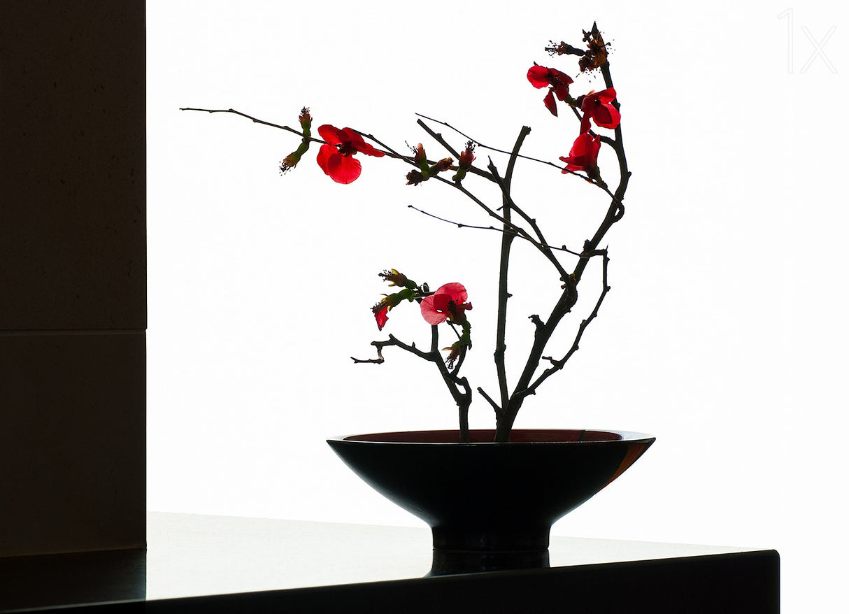 Bowl With Japonica Poster och Canvastavla