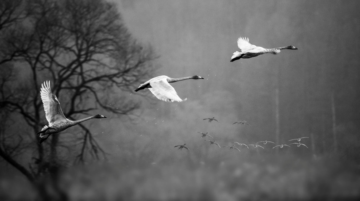 Swans Flying Poster och Canvastavla