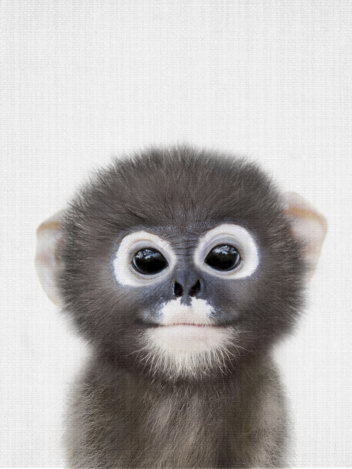 Peekaboo Baby Monkey Poster och Canvastavla