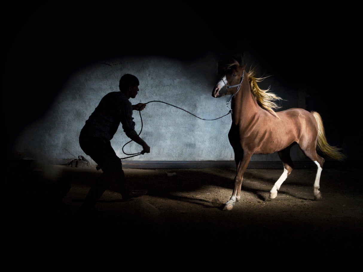 Horse Poster och Canvastavla