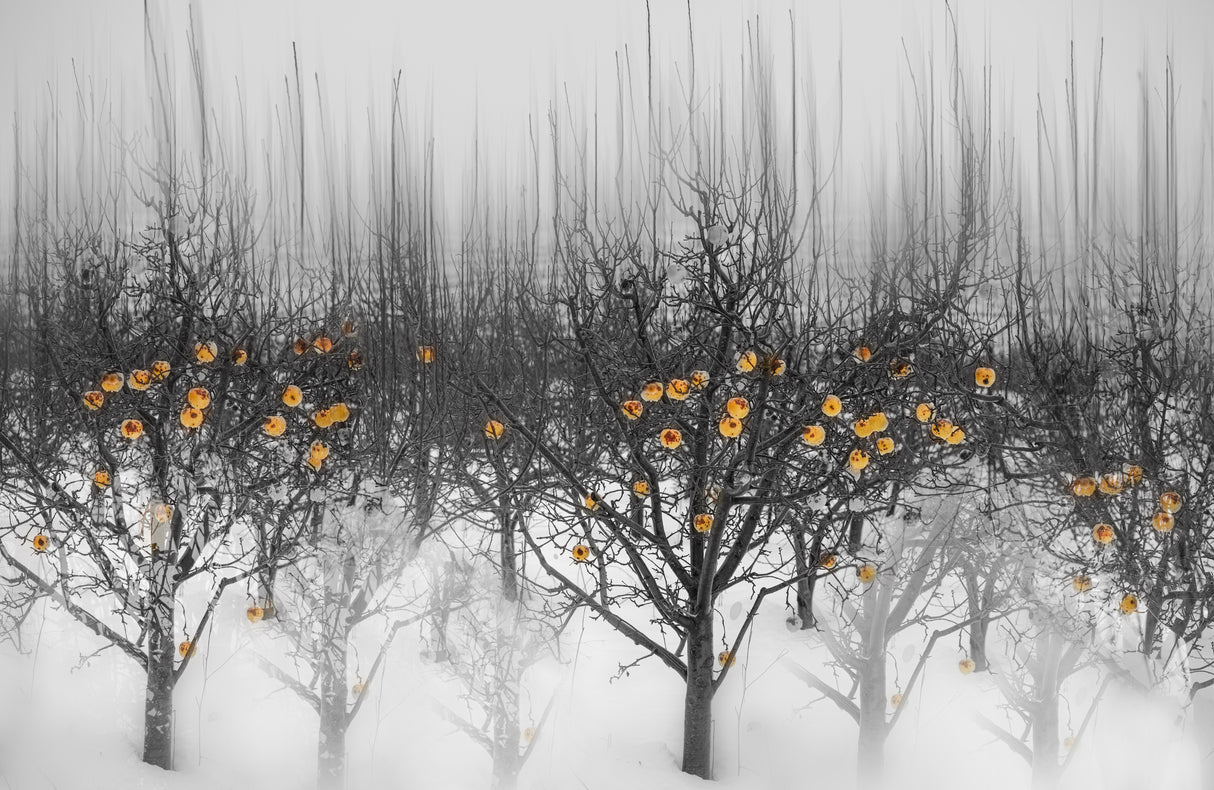 frozen yellow apples Poster och Canvastavla