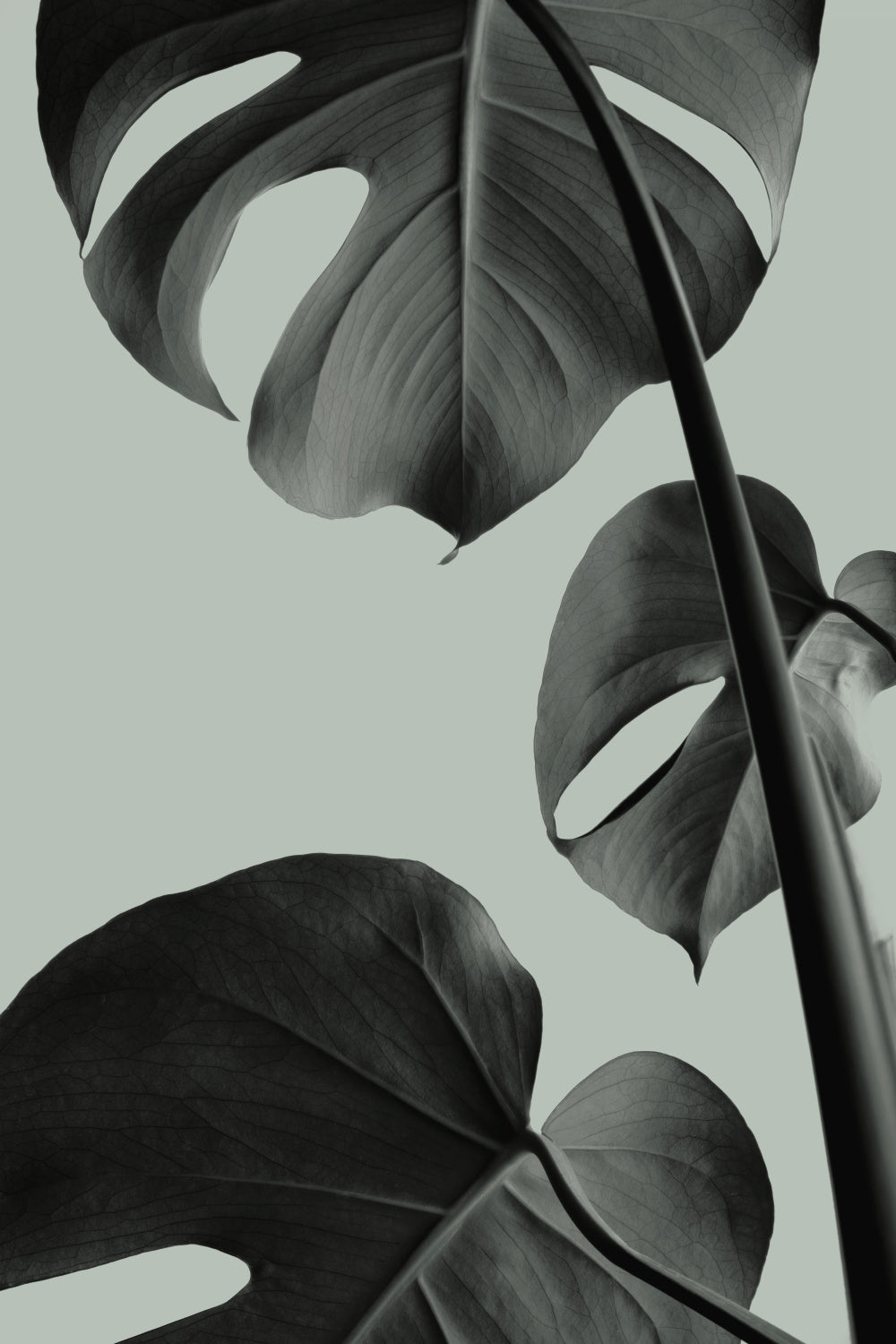 Monstera Teal 03 Poster och Canvastavla