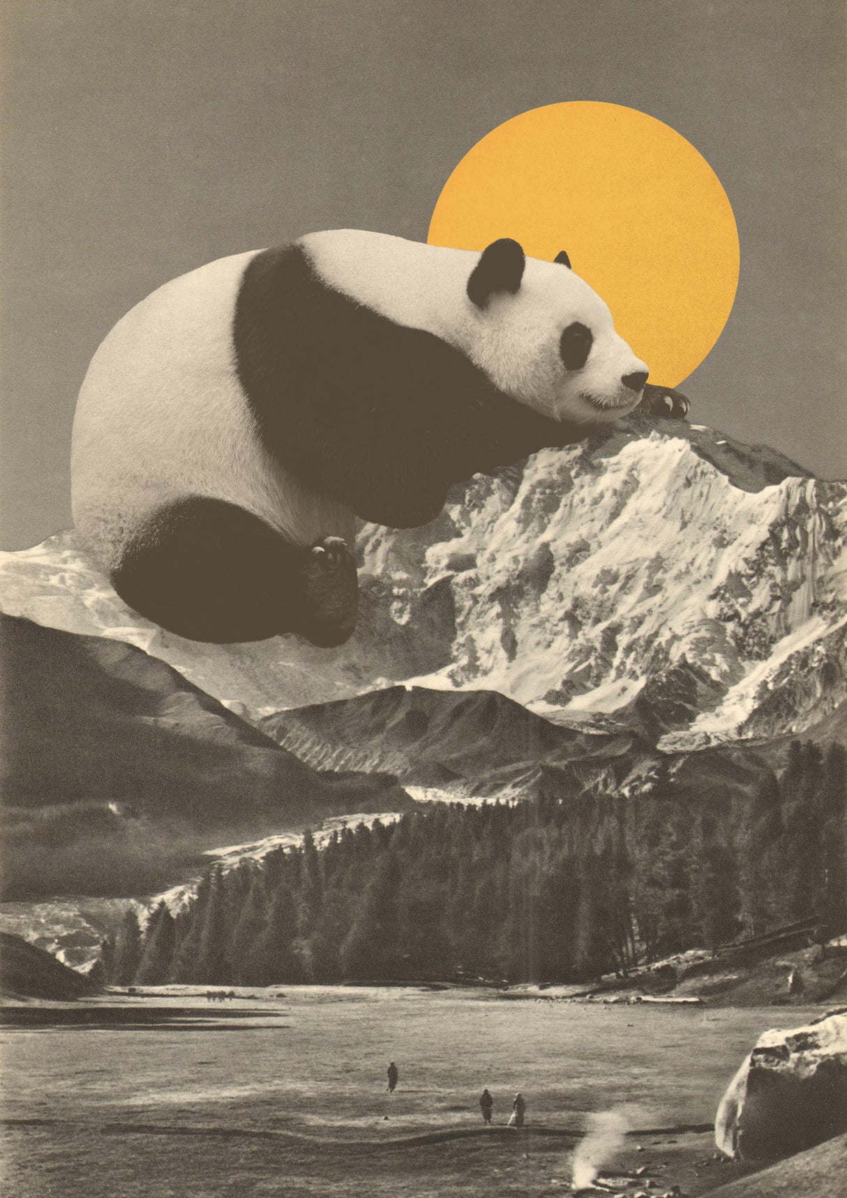 Giant Panda Nap Poster och Canvastavla
