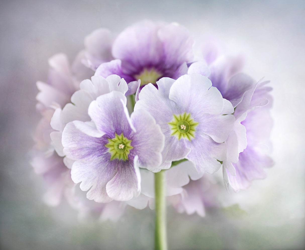 Primula Poster och Canvastavla