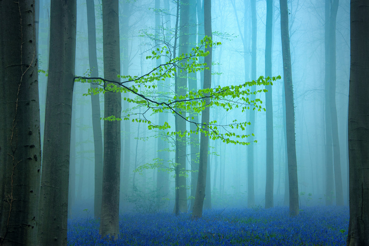 Blue forest.... Poster och Canvastavla