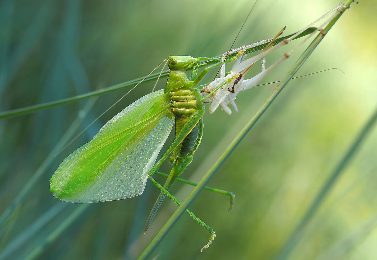 Birth of a green fairy... Poster och Canvastavla