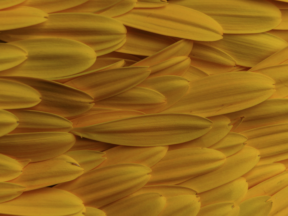 flower petals Poster och Canvastavla