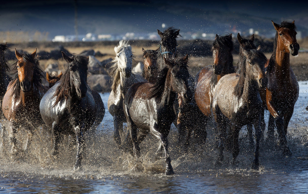 horses Poster och Canvastavla