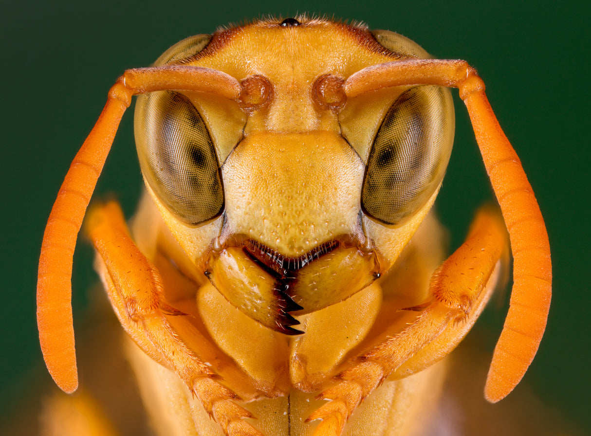 "Yellow Paper Wasp" Poster och Canvastavla