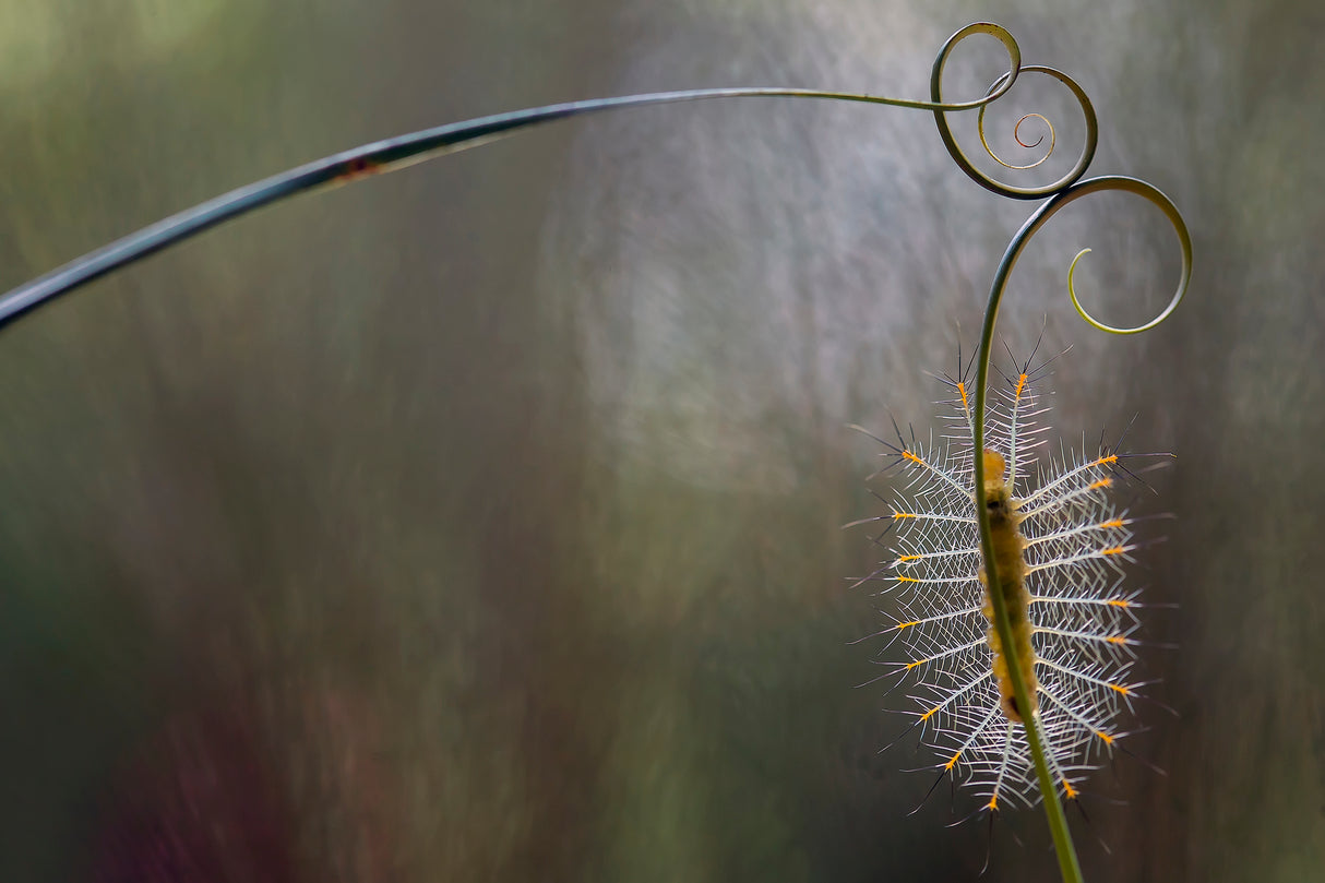 Baby Fire Caterpillar Poster och Canvastavla