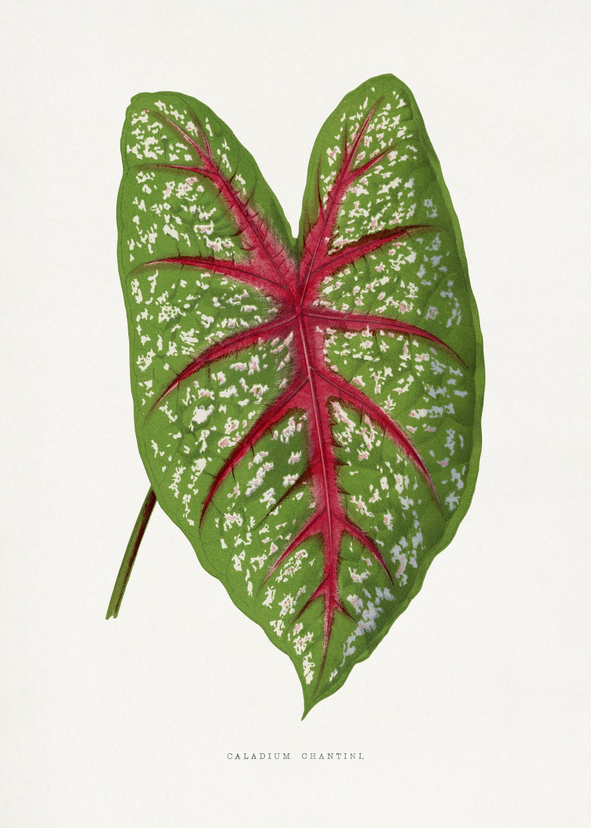 Green Caladium Chantini Leaf Illustration Poster och Canvastavla