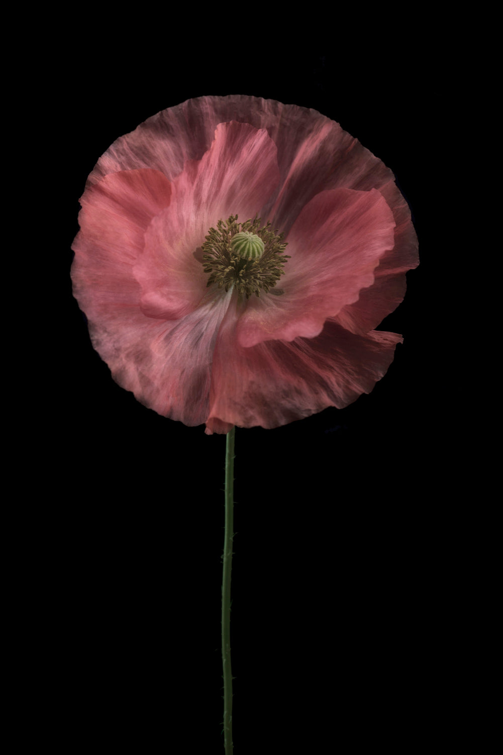 Yet another poppy Poster och Canvastavla