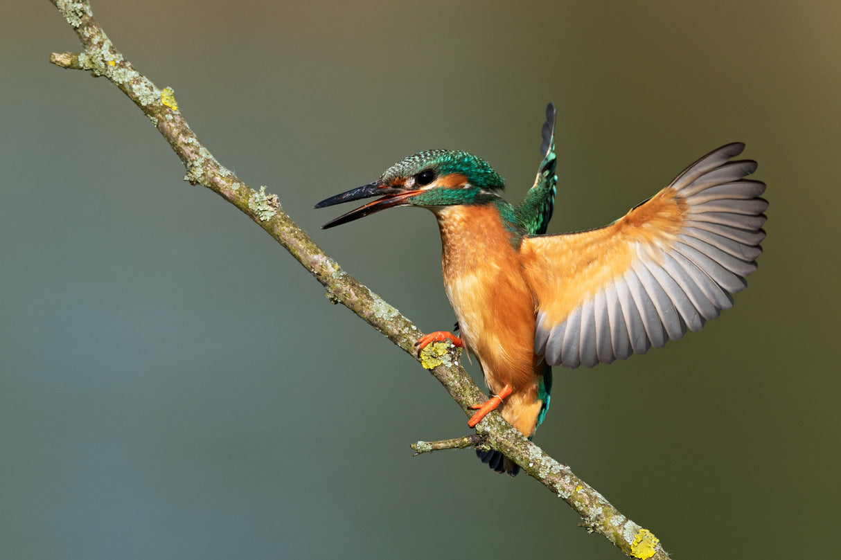 kingfisher Poster och Canvastavla