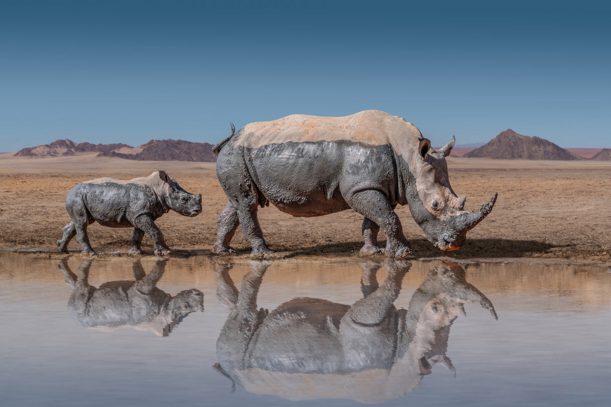 RhinosWalk Poster och Canvastavla
