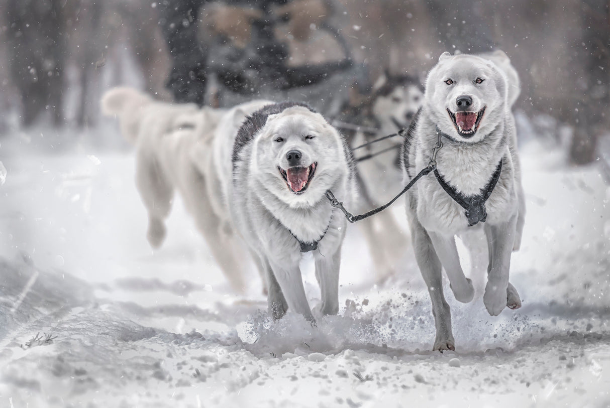 Winter sport Poster och Canvastavla
