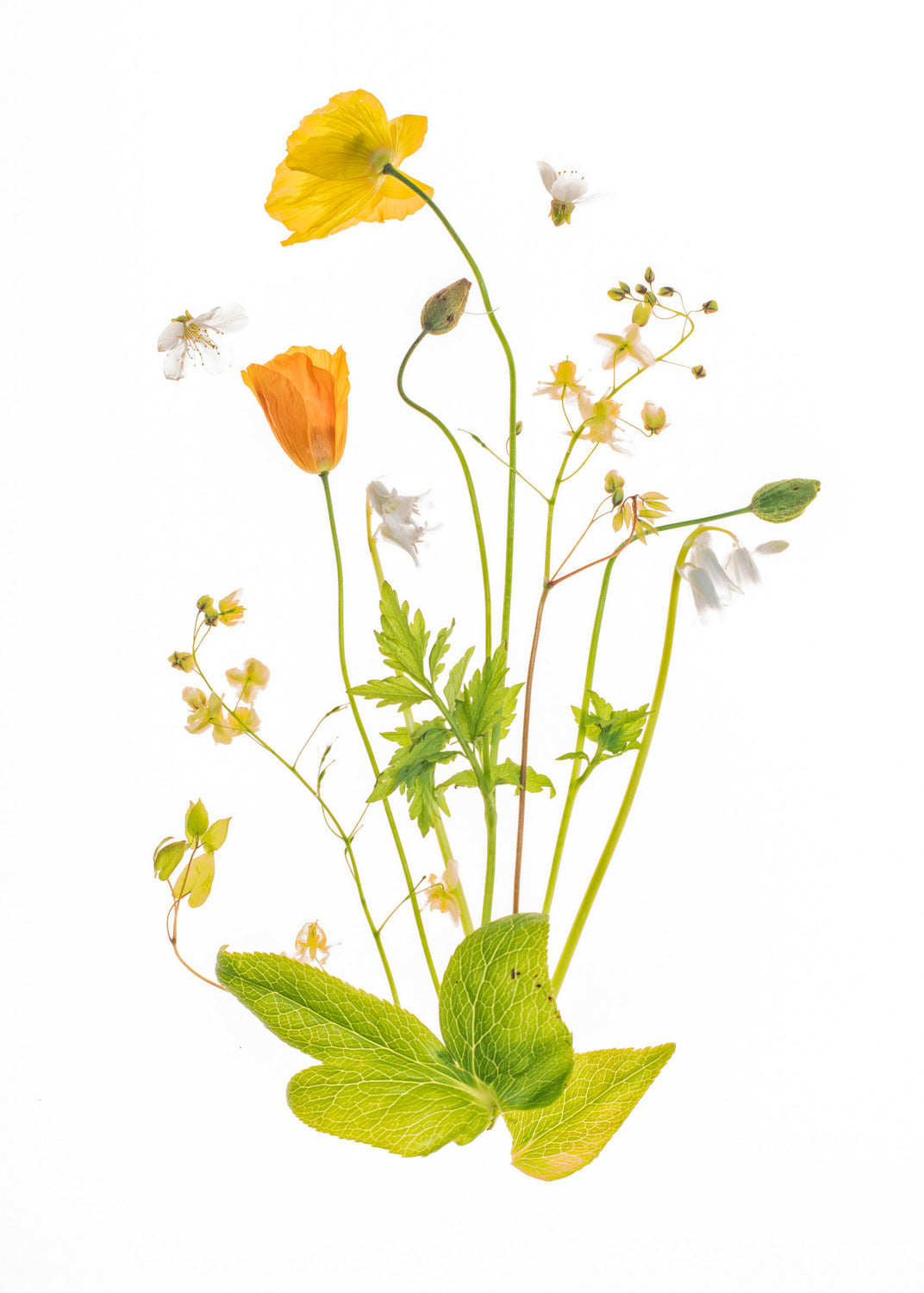 Fairy Garden Poster och Canvastavla