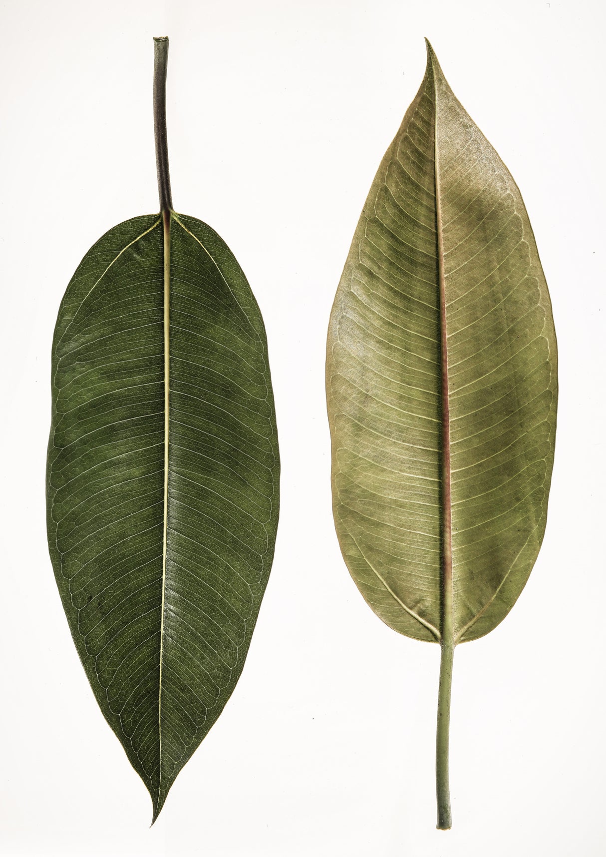 Leaf Study 05 Poster och Canvastavla