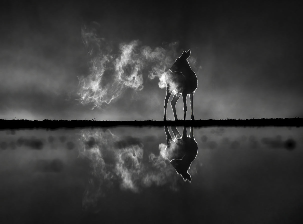 Deer in foggy night Poster och Canvastavla