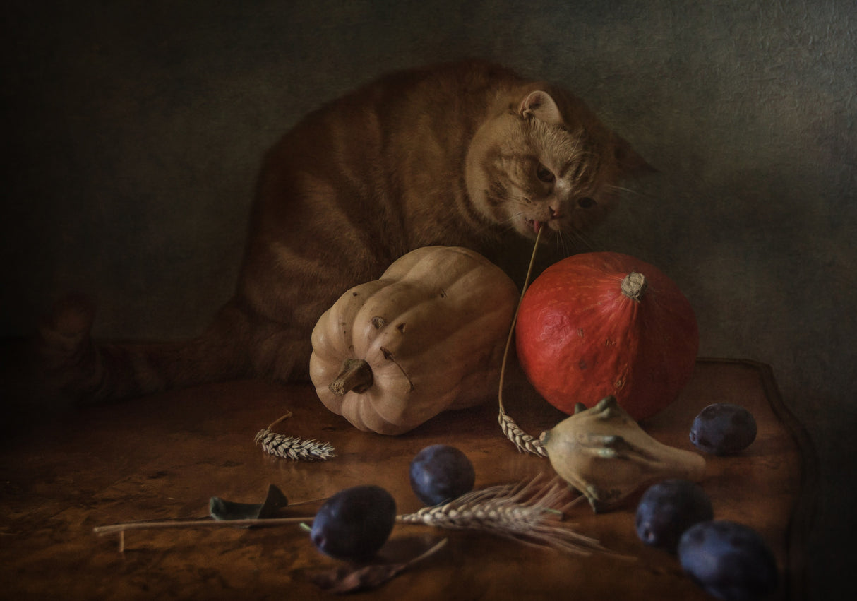 Cat and pumpkins Poster och Canvastavla