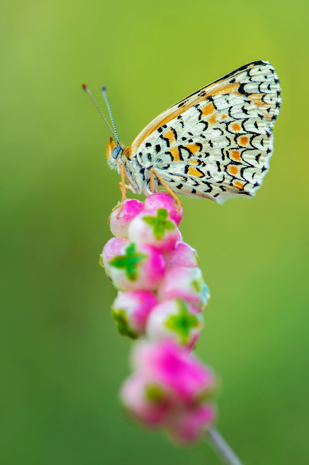 Butterfly at the tip Poster och Canvastavla