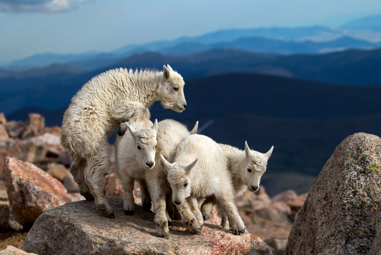 Baby Goats at play Poster och Canvastavla