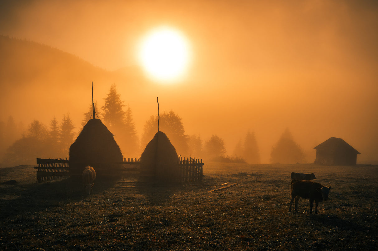 Warm morning Poster och Canvastavla