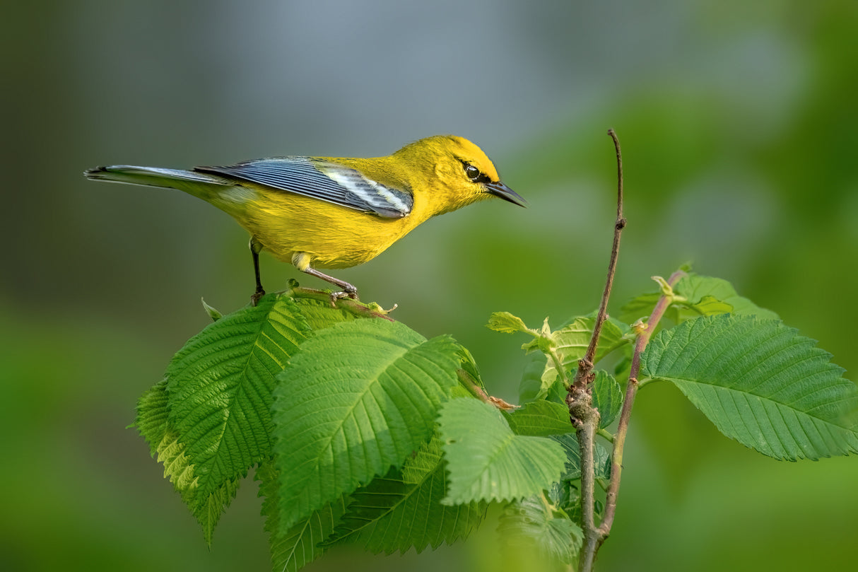 Blue winged warbler Poster och Canvastavla
