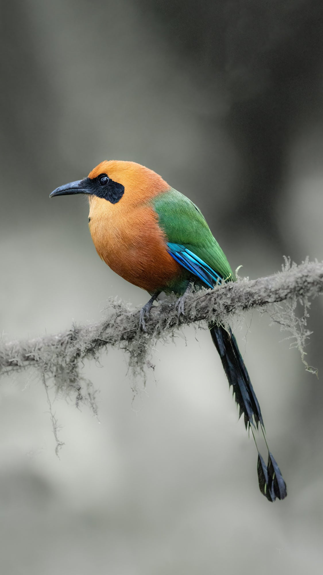 Motmot Poster och Canvastavla