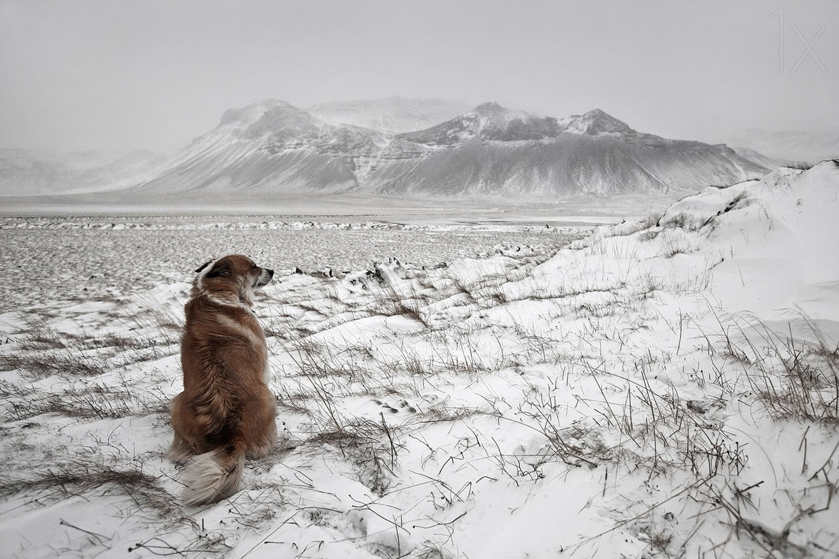 Snowstorm Poster och Canvastavla