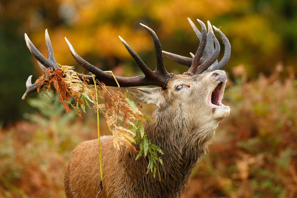 The rut Poster och Canvastavla
