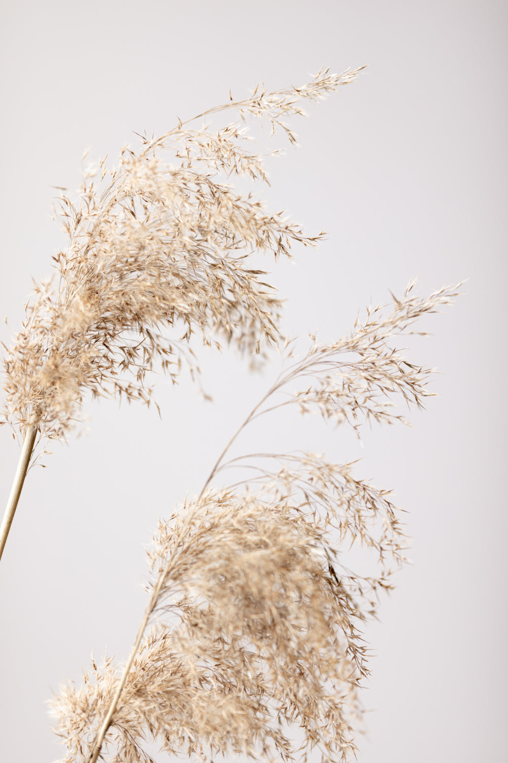 Reed Grass Grey 06 Poster och Canvastavla