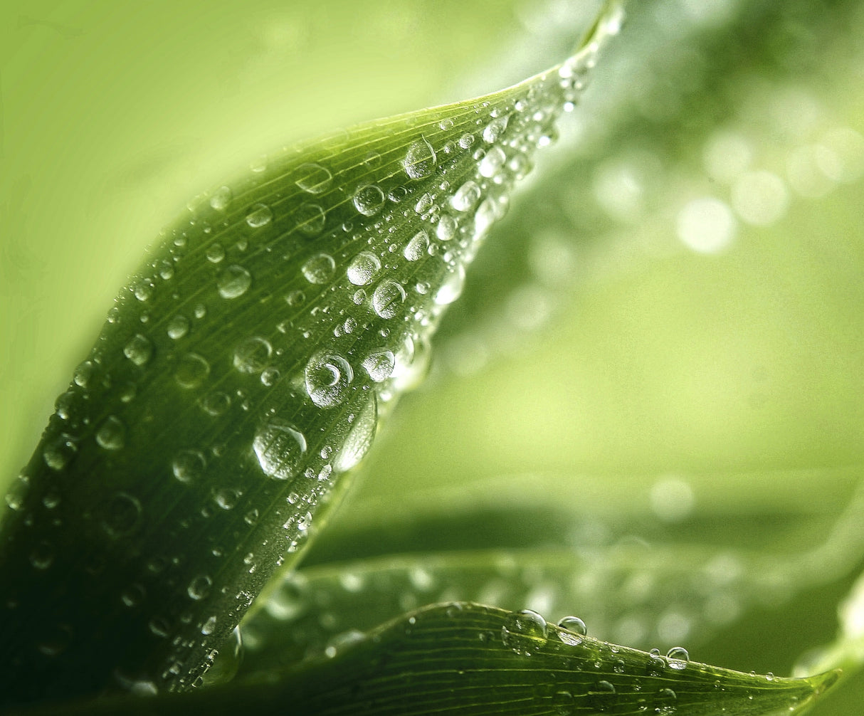 green leaf Poster och Canvastavla